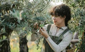 6 Mejores tractores para olivar, ¿Cuál elegir? Mejores tractores para olivar